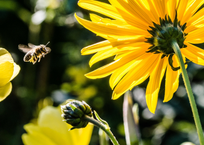 bee on flower