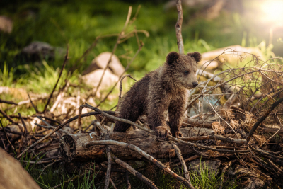 bear cub